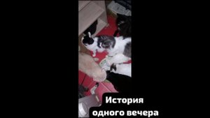 Кошки выбили стекло. И вечер превратился в ремонт. Что не делается- к лучшему.Работа на отлично!
