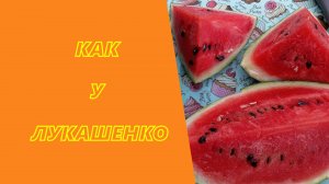 Его выращивают на подворье Лукашенко.