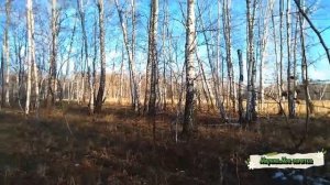 Лесная прогулка