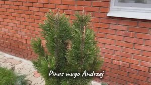 Pinus mugo Andrzej