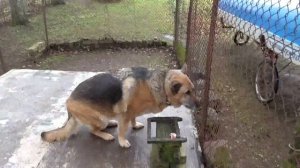 Едим кость