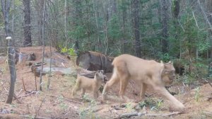 На звериной тропе