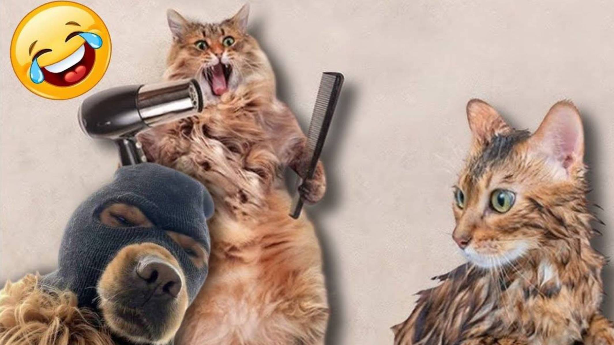 Самые смешные животные ПРИКОЛЫ С КОТАМИ С ОЗВУЧКОЙ До слез!