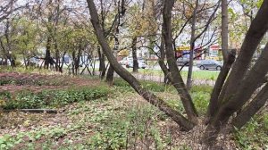 27 октября. Утренняя прогулка по Москве р-н Бибирево.