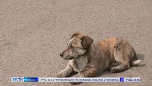 Почтовые отделения, бродячих животных и подготовку к Новому году обсудили в Кузбассе