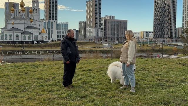 Самоед по кличке Аляска смотреть онлайн