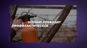 🍂 Осенняя обработка сада — залог здорового урожая
