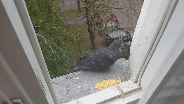 Голубь попрошайка. смотреть онлайн