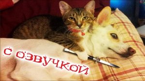 Приколы с котами! САМЫЕ СМЕШНЫЕ ЖИВОТНЫЕ С ОЗВУЧКОЙ!