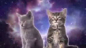 Коты поют