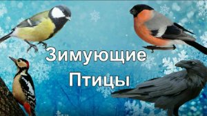 Зимующие птицы. Детям о животных.