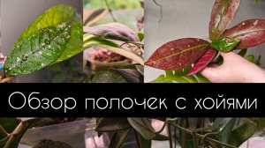 обзор полочки с хойями