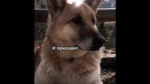 Кто такой осел