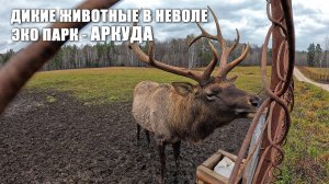 ДИКИЕ ЖИВОТНЫЕ В НЕВОЛЕ. ЭКО ПАРК - АРКУДА