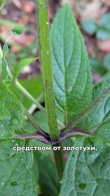 забытая трава от опухолей смотреть онлайн