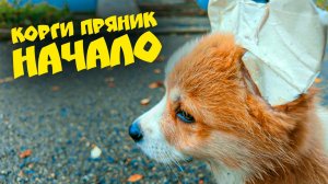 КОРГИ ПРЯНИК НАЧАЛО