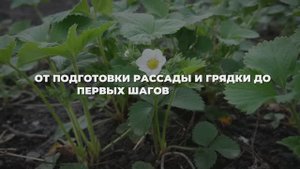 Посадка клубники — осенний старт урожая 🍓