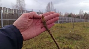 Ореховая аллея  на 27.10.2025 Пекан не хочет сбрасывать листья