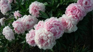 Пионы. Оттенки розового