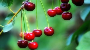 Вспоминая лето