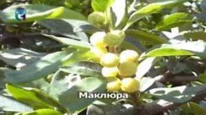 Маклюра (Маклюра оранжевая)