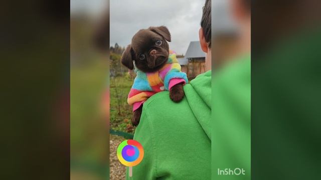 Малышка Зиссэль пти брабансон шоколадного окраса смотреть онлайн