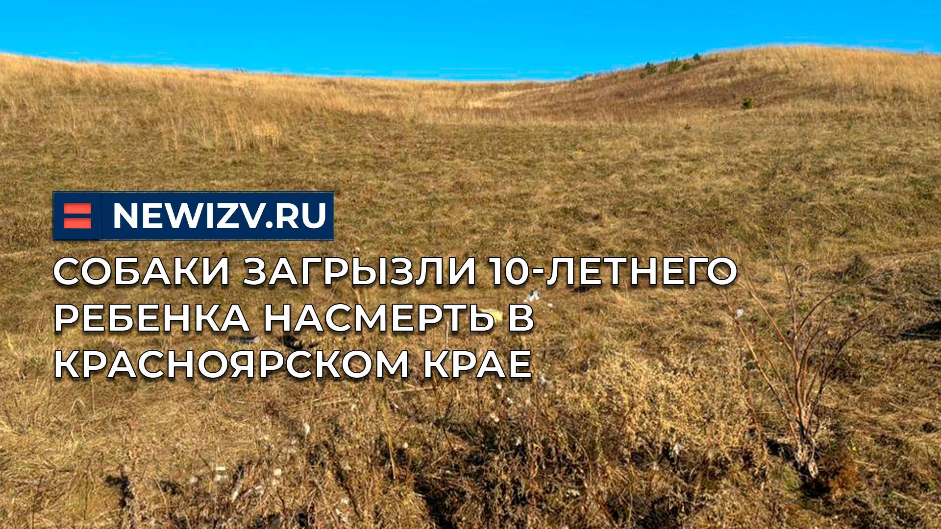 Собаки загрызли 10-летнего ребенка насмерть в Красноярском крае смотреть онлайн