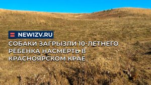 Собаки загрызли 10-летнего ребенка насмерть в Красноярском крае