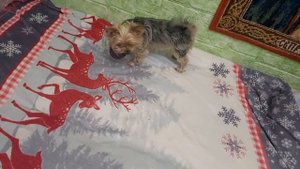 Собака -забияка и жадняка 😃