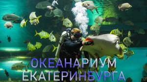 Океанариум Екатеринбурга и его обитатели| Ураловед