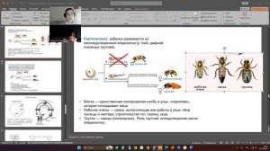 типы размножения