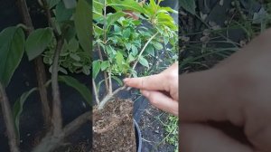 Метельчатая гортензия