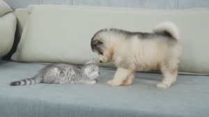 Щенок аляскинского маламута отреагировал на первую встречу с котенком!