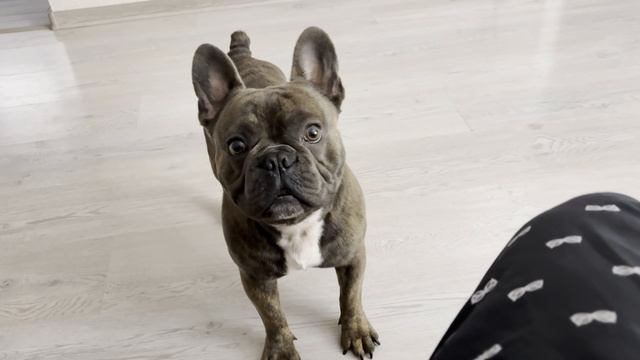 Забавный французский бульдог Жорик. Дома смотреть онлайн