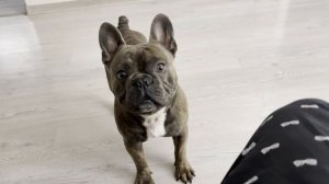 Забавный французский бульдог Жорик. Дома