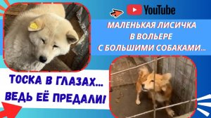 Трое смертников. Три судьбы. Спасаем из якутской усыпалки!