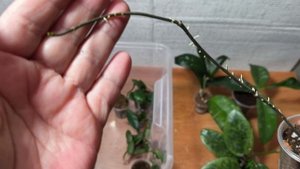 Новинки хой!