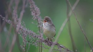 Зелёная пересмешка