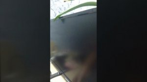 99ночей в лесу