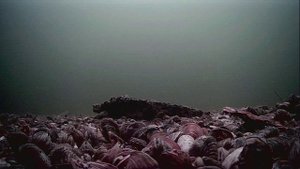1000003852.mp4Волга гл.5м.27.10.2025г.
