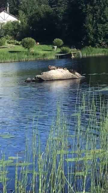 Ленинградская область. Хвойное. 10.07.2024. Часть 59. Утята_После завтрака - сон