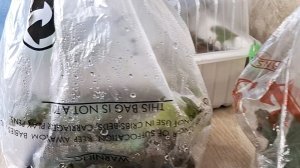 Результат черенкования клубневой бегонии Часть 2.