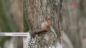 Белочки пришли. В пушкинском парке новые хвостатые обитательницы