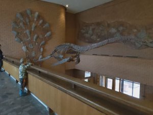 Музей Палеонтологии в Москве_узнаем новое с ребенком