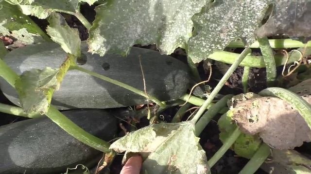 Сохраняю кабачки до нового урожая