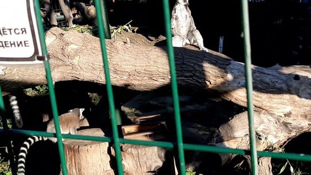 Лемур принимает солнечные ванны