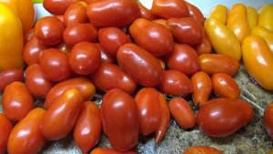 Уникальный итальянский томат Борге Челано, который совсем не гниет! Обзор сорта и дегустация.