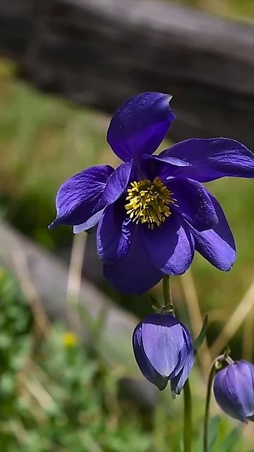 Горный Алтай. Путешествие в Аргут смотреть онлайн