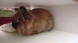 Банникула топает