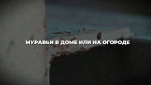 Как избавиться от муравьёв дома и на огороде 🐜🌿